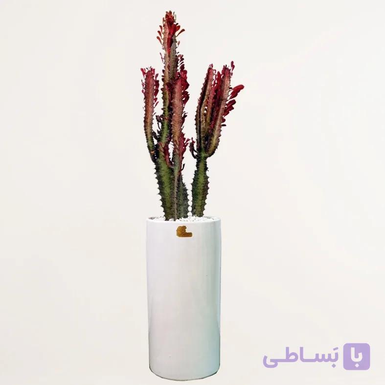 افوربیا قرمز لوکس — تصویر 1