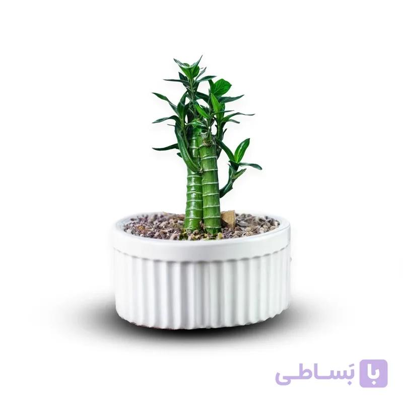 بامبو لوتوس خاکی 2 شاخه