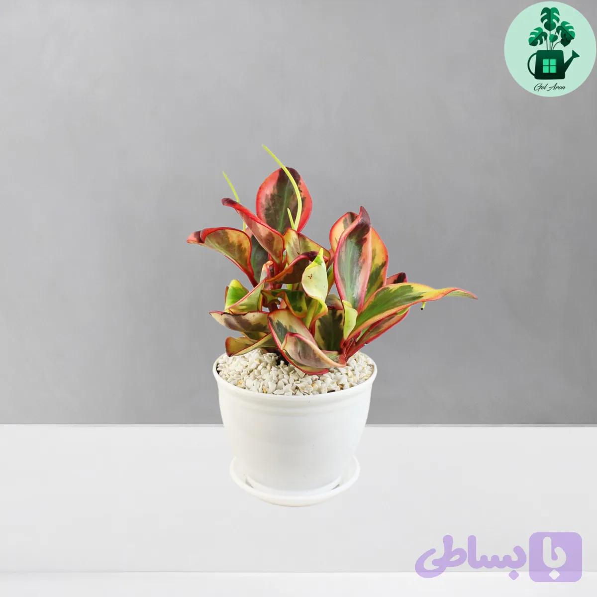 قاشقی لب ماتیکی — تصویر 1