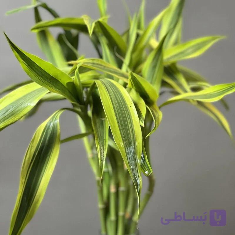 بامبو رو میزی ابلق — تصویر 1