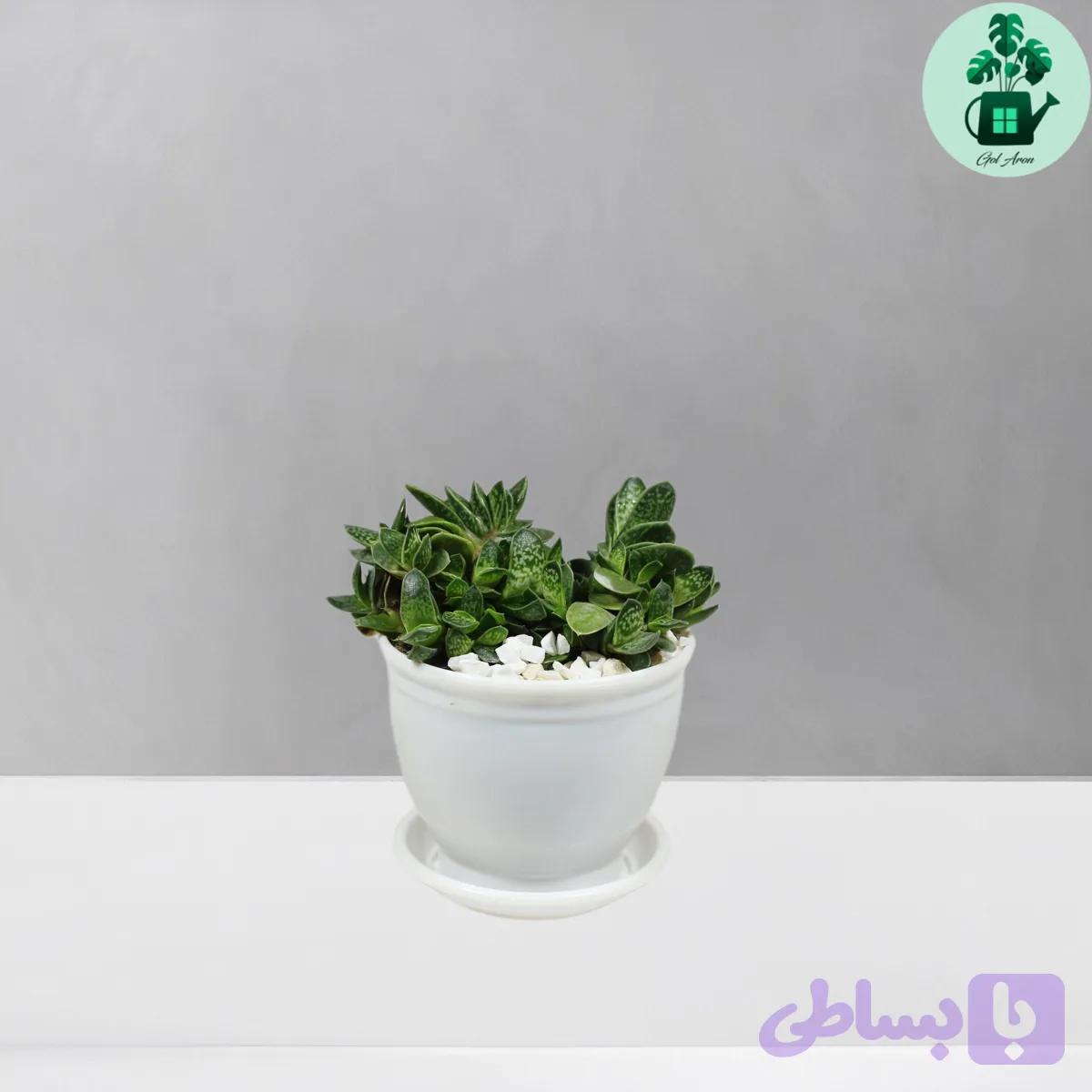 گاستریا — تصویر 1