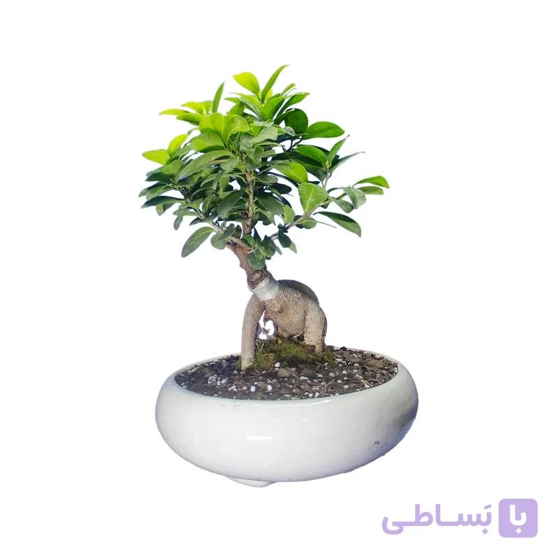بونسای جیسینگ اقتصادی — تصویر 1