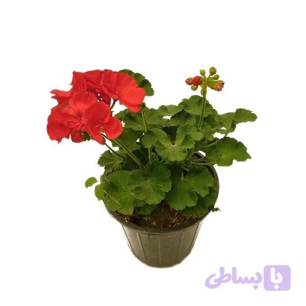 شمعدانی قرمز — تصویر 1