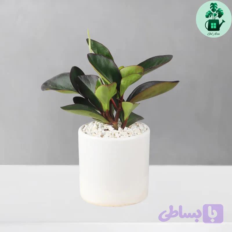 قاشقی لب ماتیکی — تصویر 1