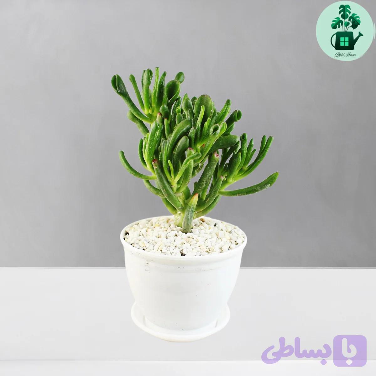 کراسولا سم اسبی — تصویر 1