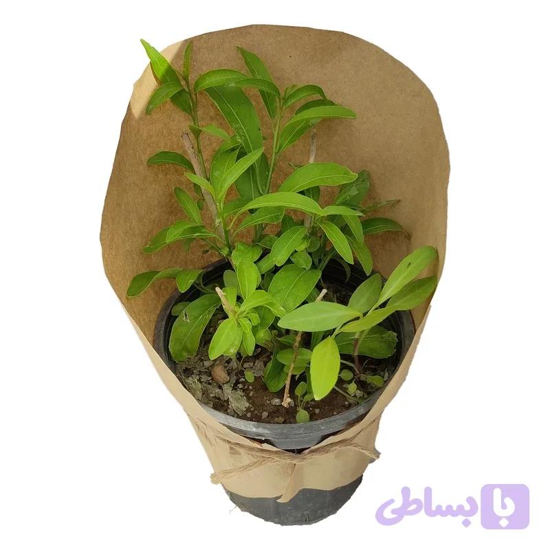 محبوبه شب — تصویر 1