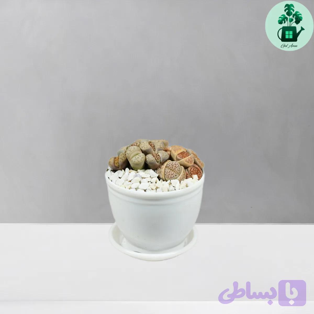 لیتوپس — تصویر 1