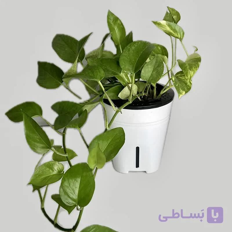 پتوس هیدروپونیک — تصویر 1