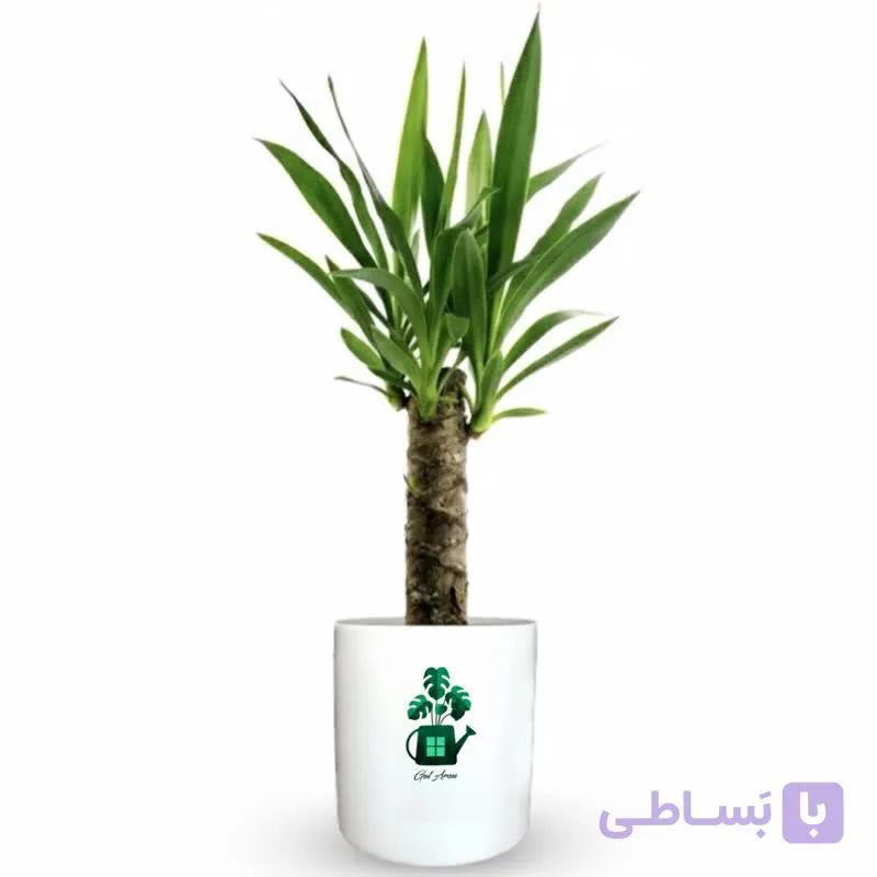 یوکا گلآرون — تصویر 1