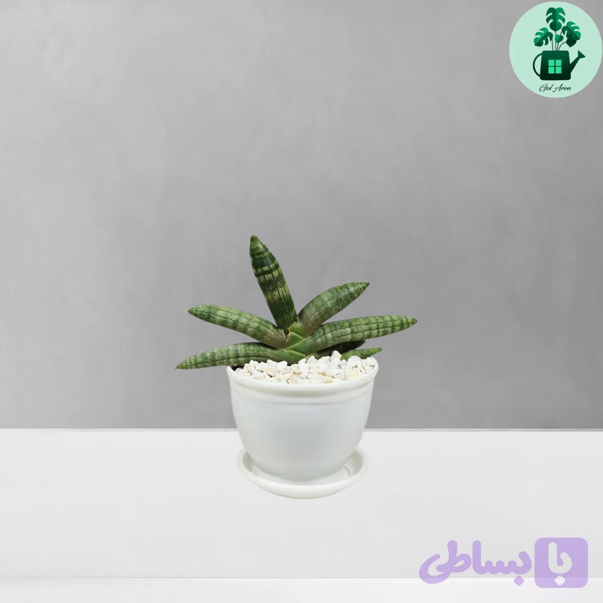 سانسوریا بونسل — تصویر 1