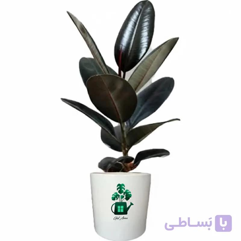 فیکوس بلک گلآرون — تصویر 1