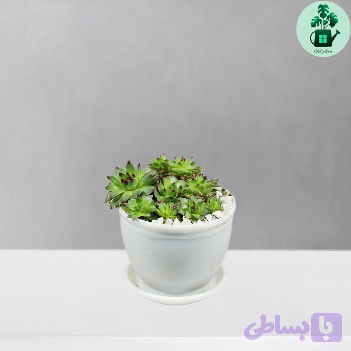 سمپرویوم لب ماتیکی — تصویر 1