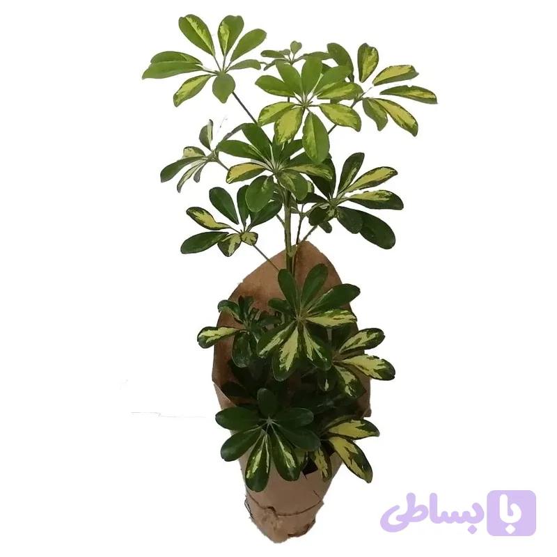 شفلرا ابلق