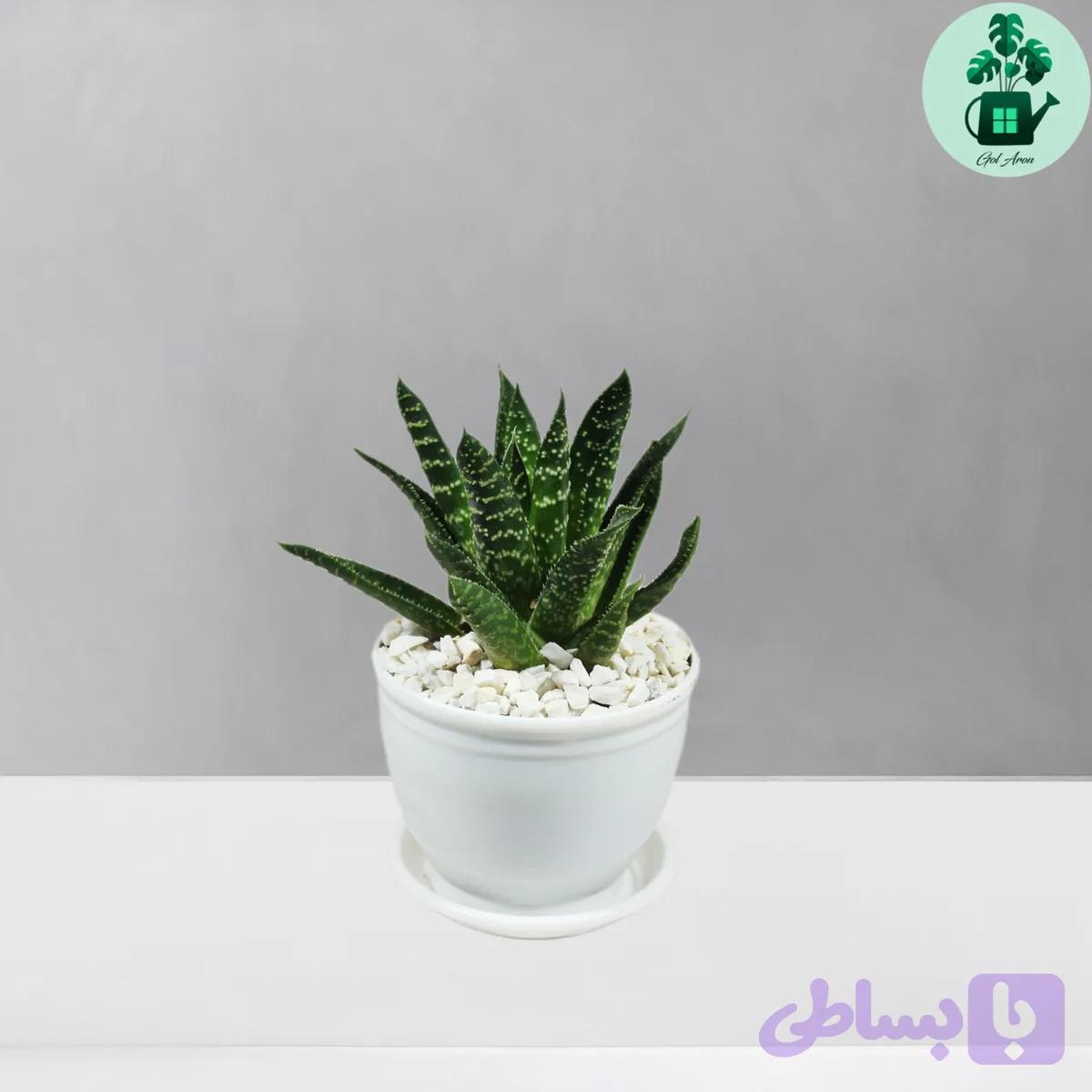 آلوئه آریستاتا — تصویر 1