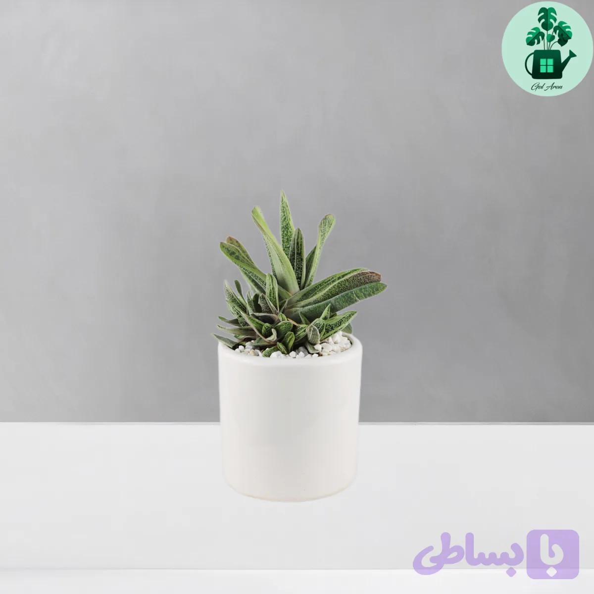 گاستریا خالدار — تصویر 1