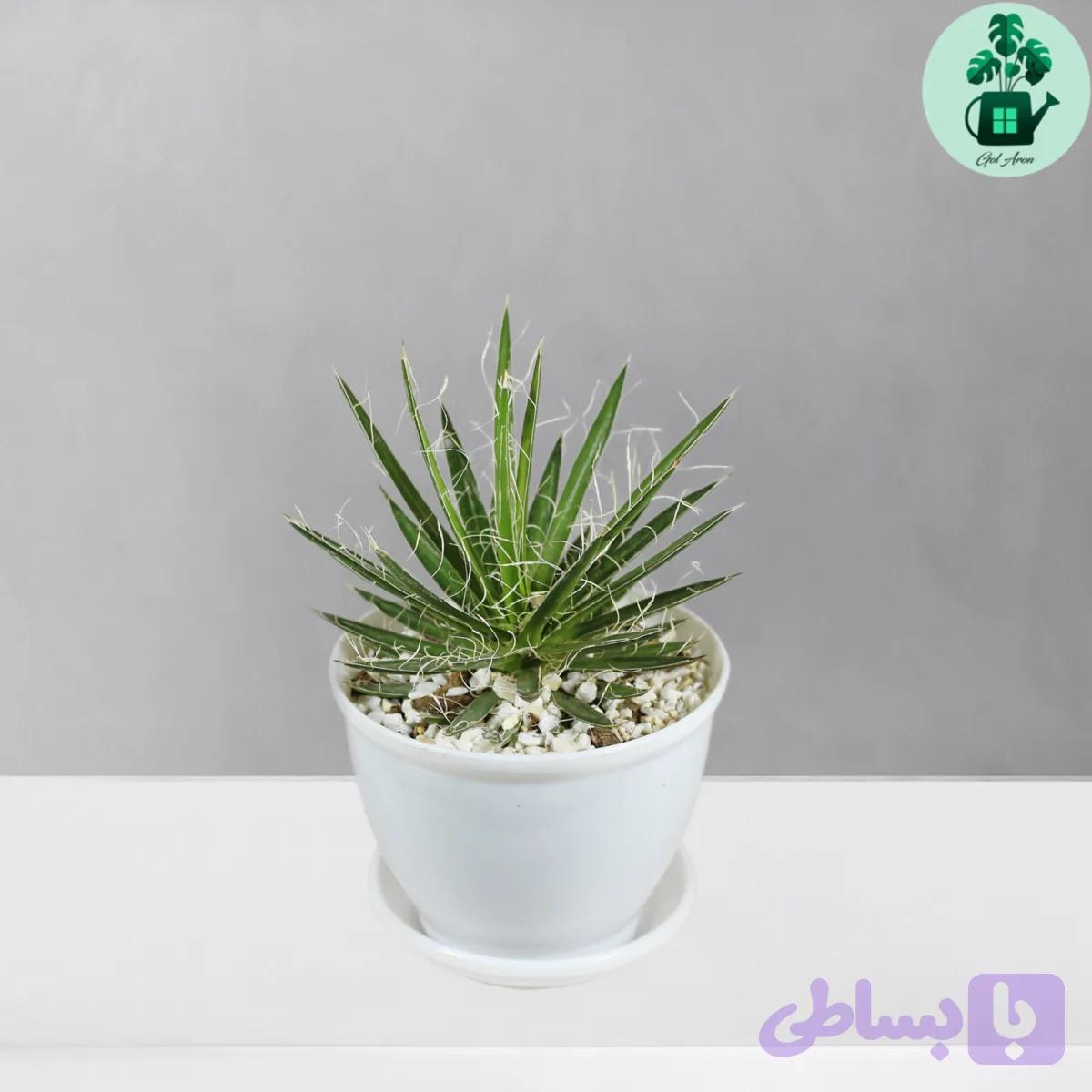 آگاو فیلیفرا — تصویر 1