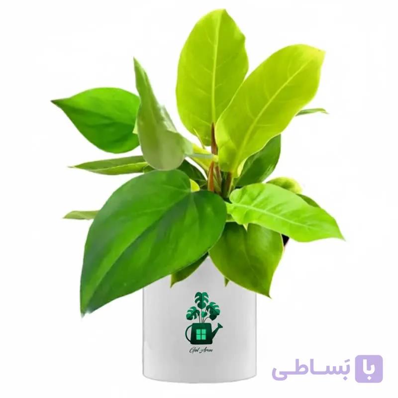 فیلدندرون نئون گلآرون — تصویر 1