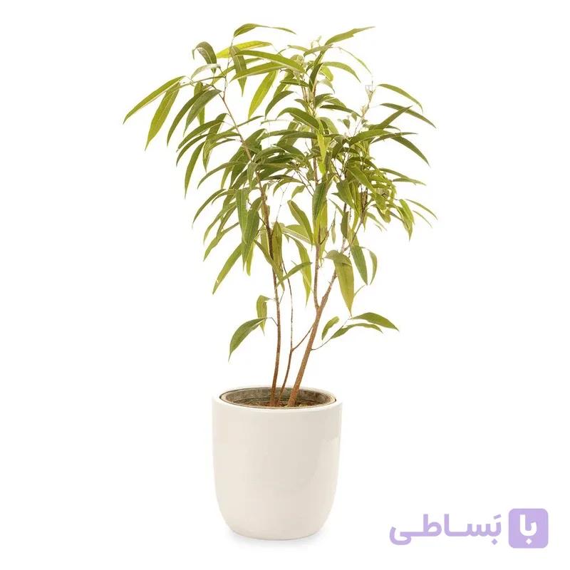 آمستل — تصویر 1