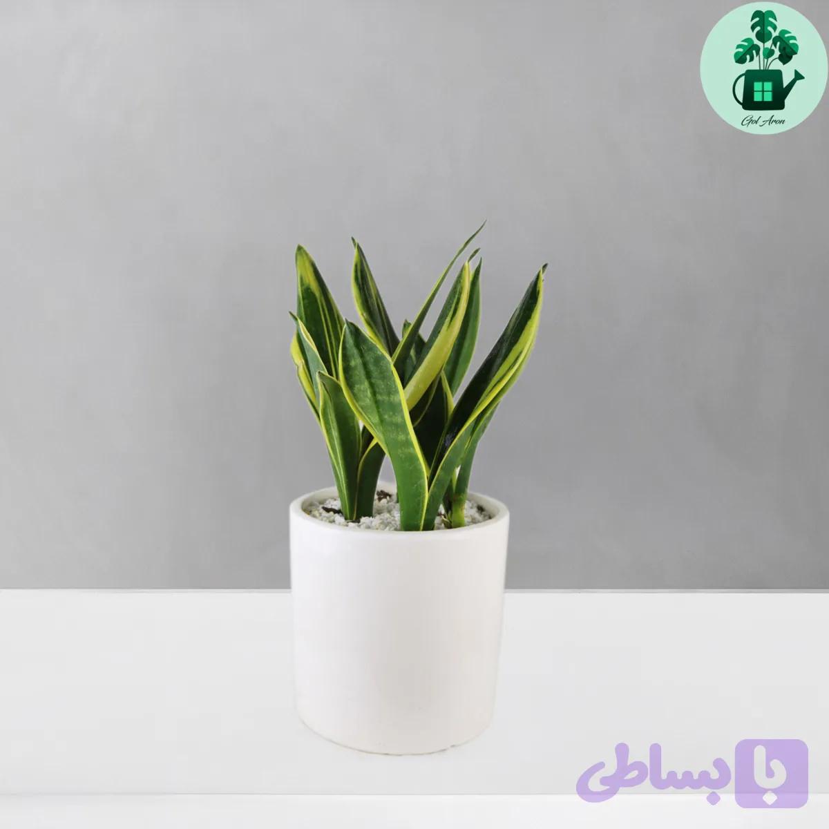 سانسوریا گلد فلیم — تصویر 1