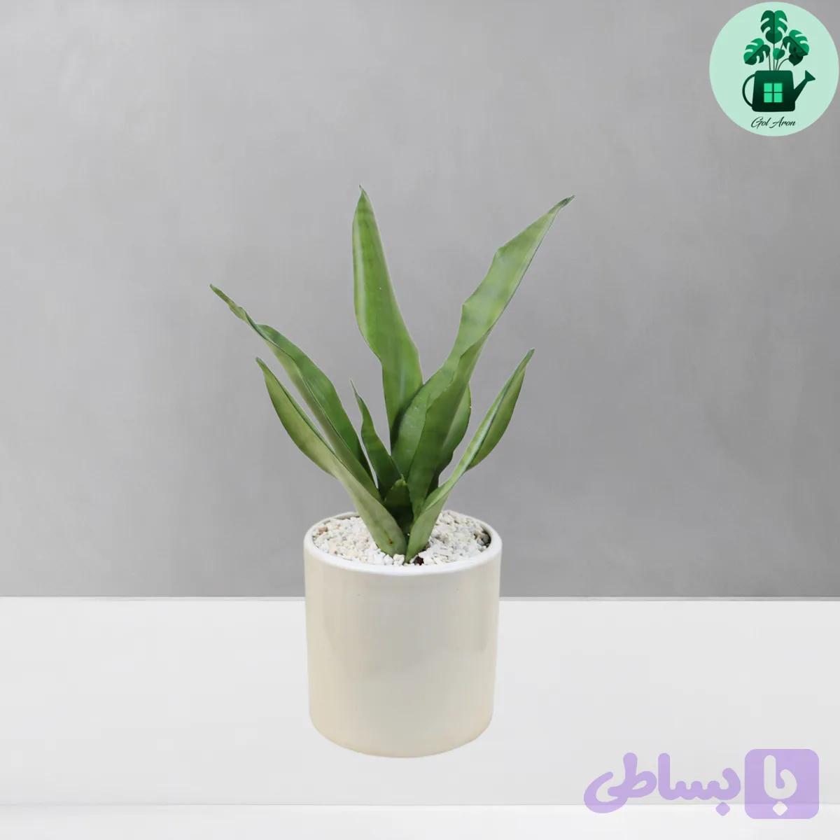 سانسوریا مهتابی کد 101 — تصویر 1