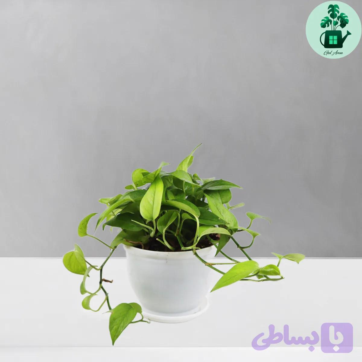 پتوس سبز — تصویر 1