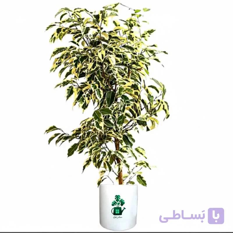بنجامین ابلق گلآرون — تصویر 1