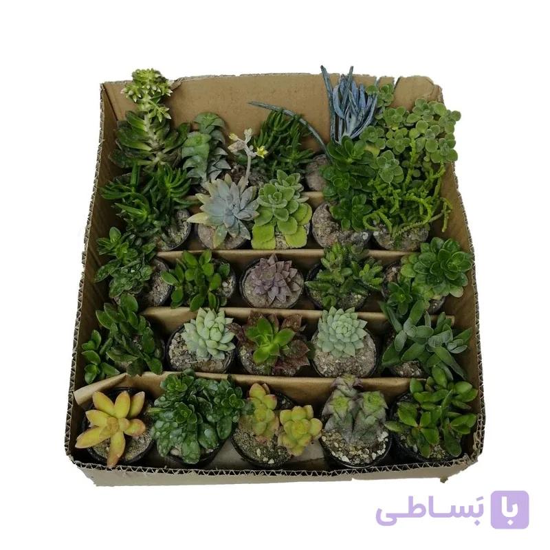 ساکولنت‌ 25 عددی — تصویر 1