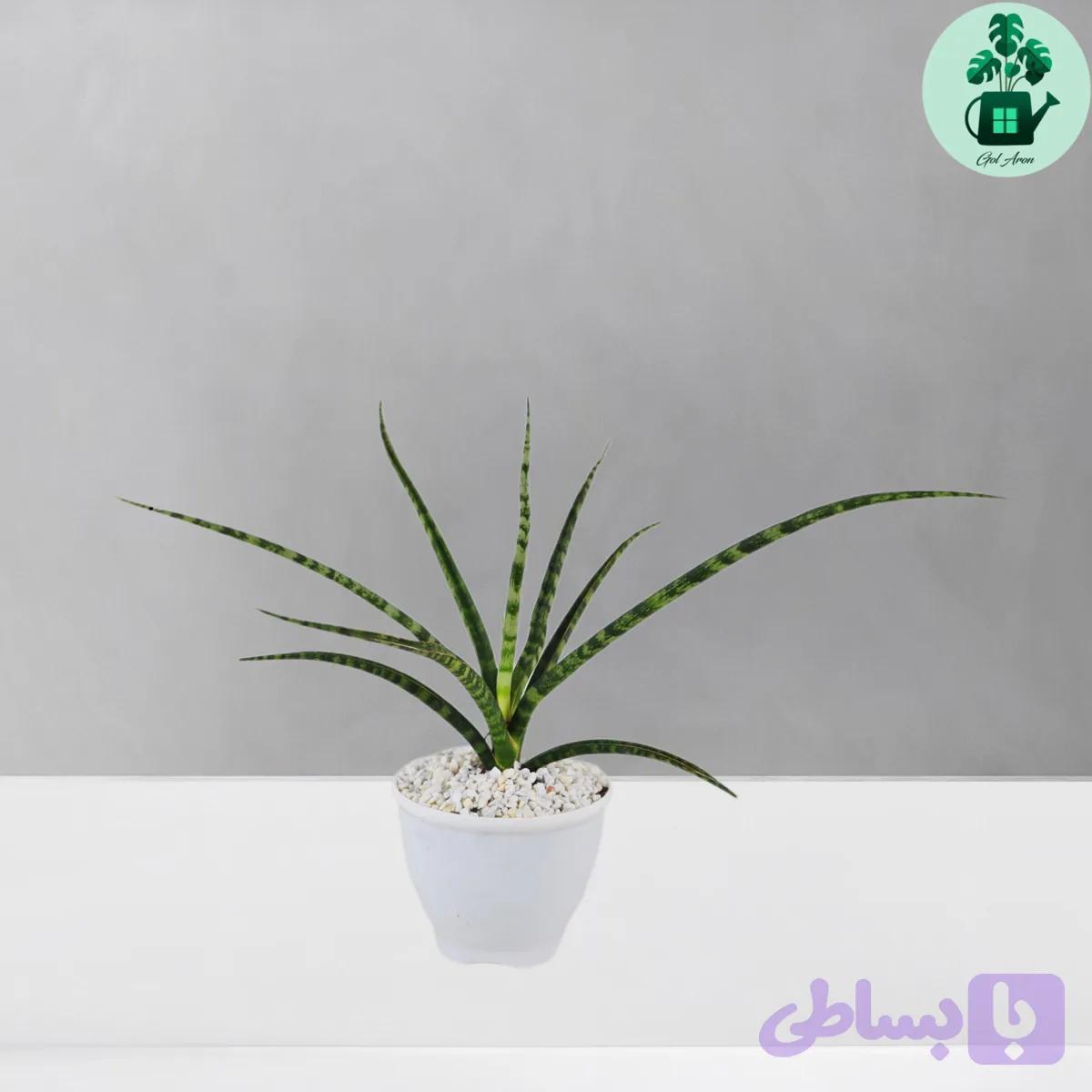 سانسوریا گراسیلیس — تصویر 1
