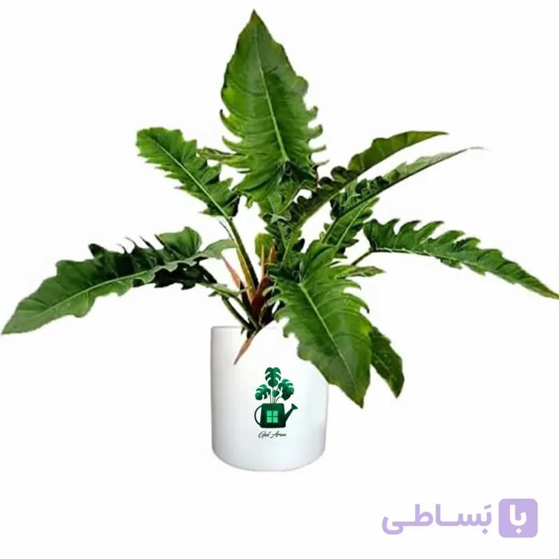 فیلدندرون کنگره‌ای گلآرون — تصویر 1