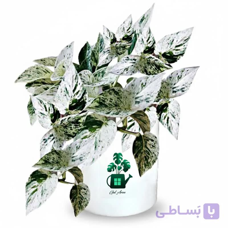 پتوس مرمری گلآرون — تصویر 1