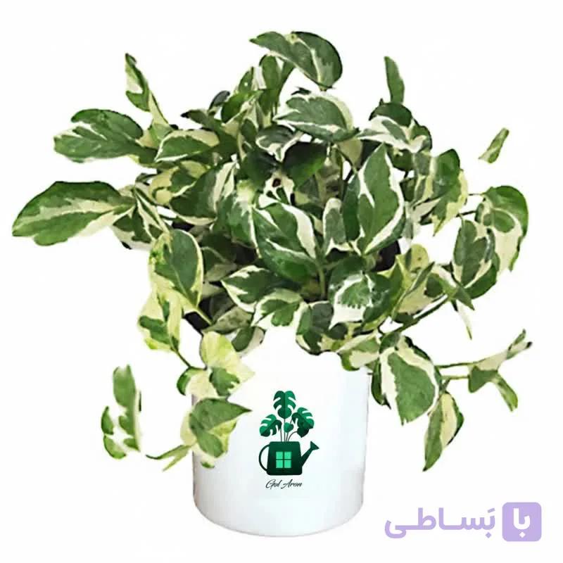 پتوس ارتشی گلآرون