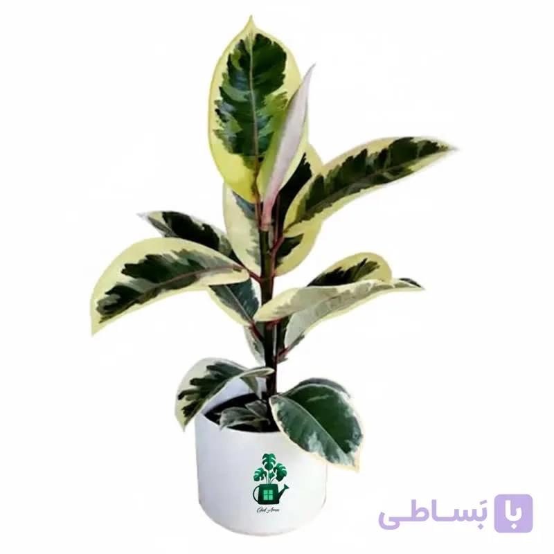 فیکوس یاقوتی گلآرون — تصویر 1