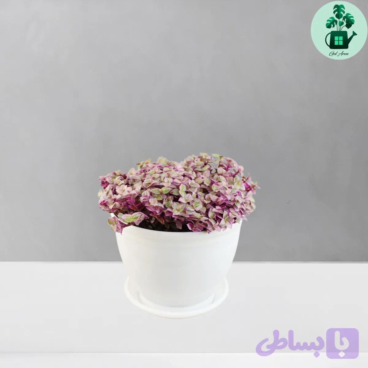 برگ بیدی کالیسیا — تصویر 1