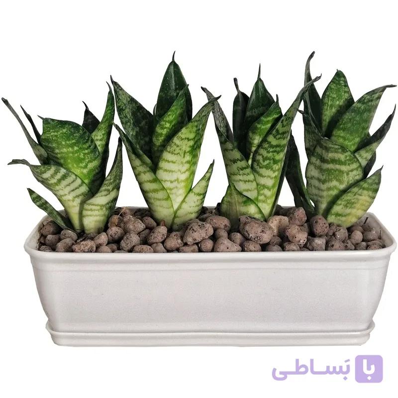سانسوریا پا کوتاه باغچه ای — تصویر 1