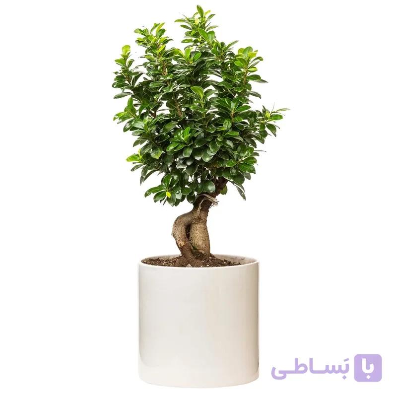 بونسای جیسینگ