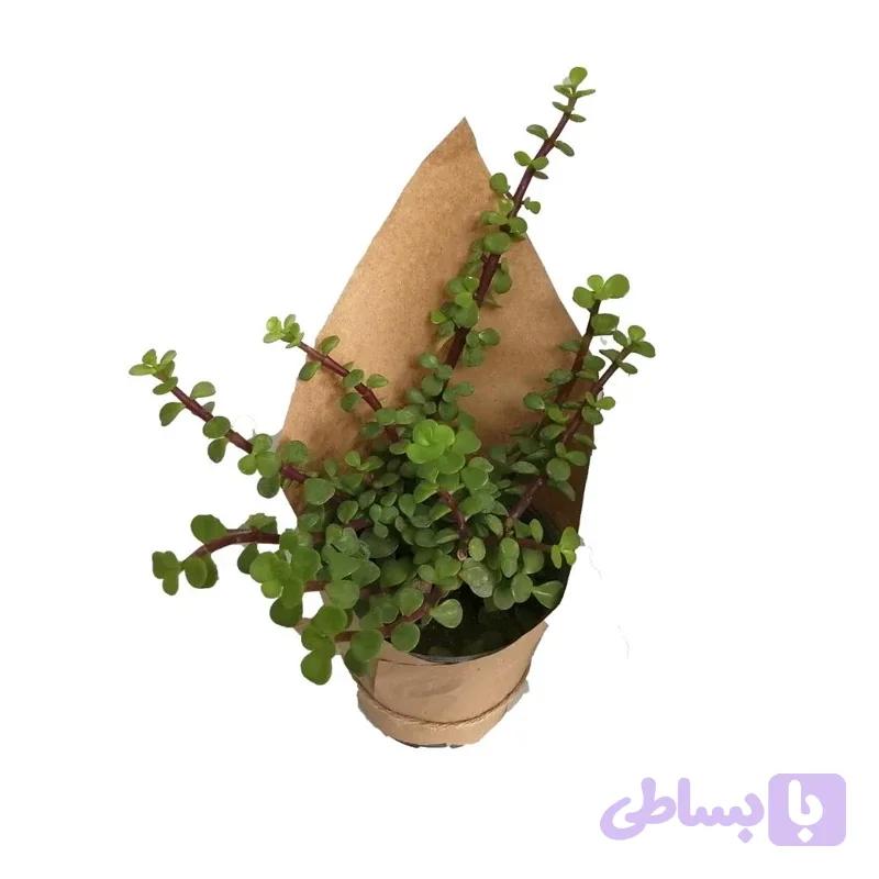 کراسولا خرفه‌ای — تصویر 1