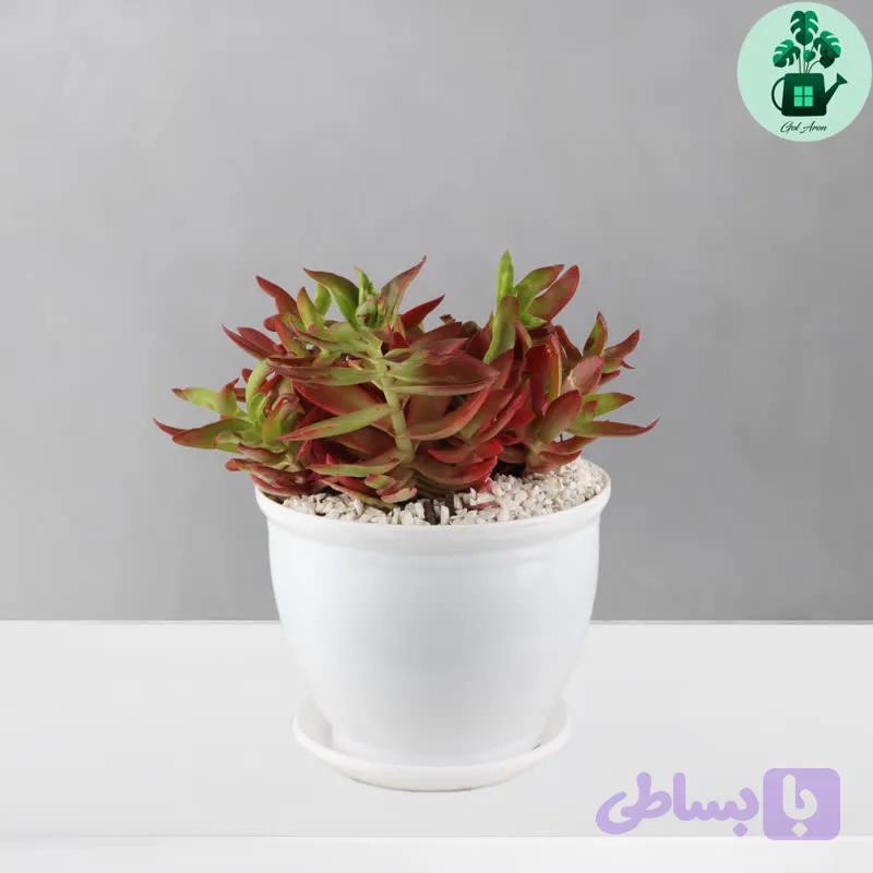 کراسولا آتشین