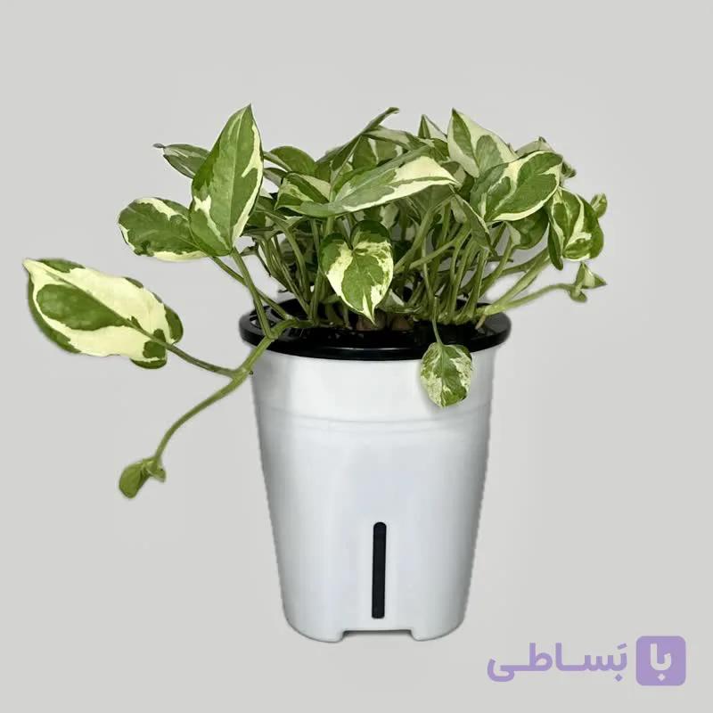 پتوس ارتشی هیدروپونیک — تصویر 1