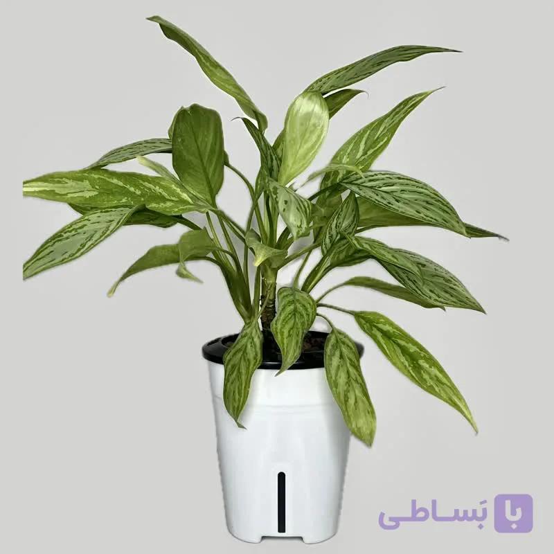 آگلونما هیدروپونیک — تصویر 1