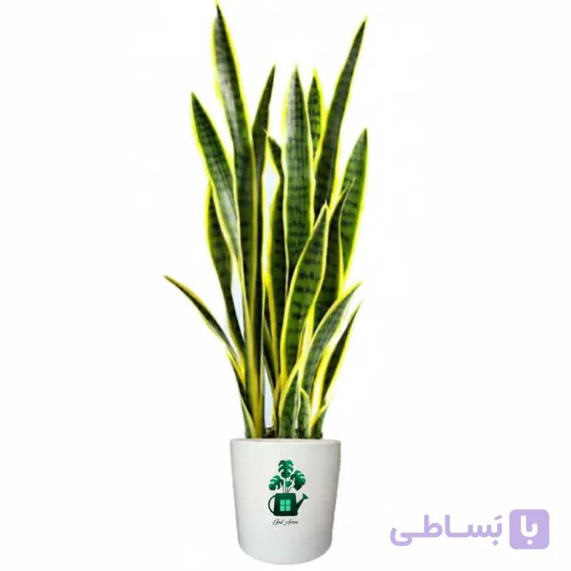 سانسوریا ابلق پا کوتاه گلآرون — تصویر 1
