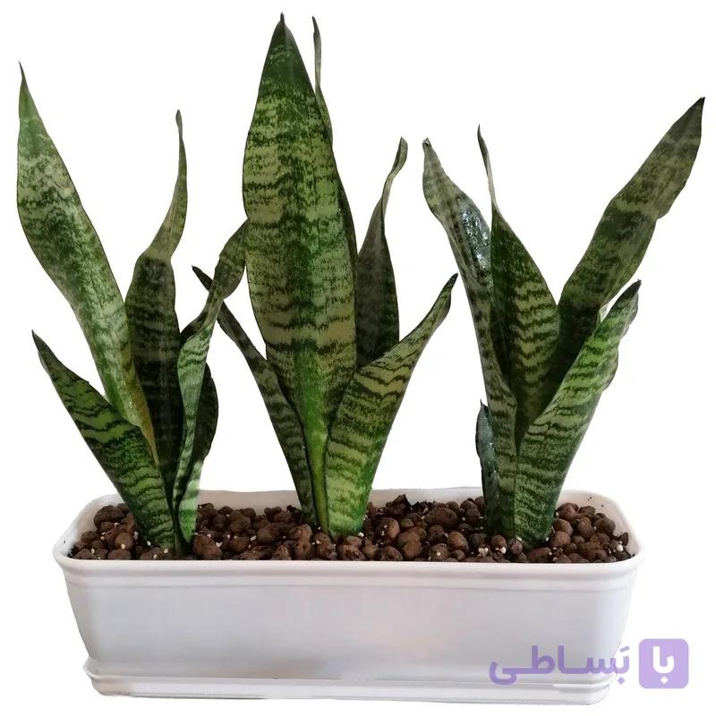 سانسوریا کرواتی باغچه ای — تصویر 1