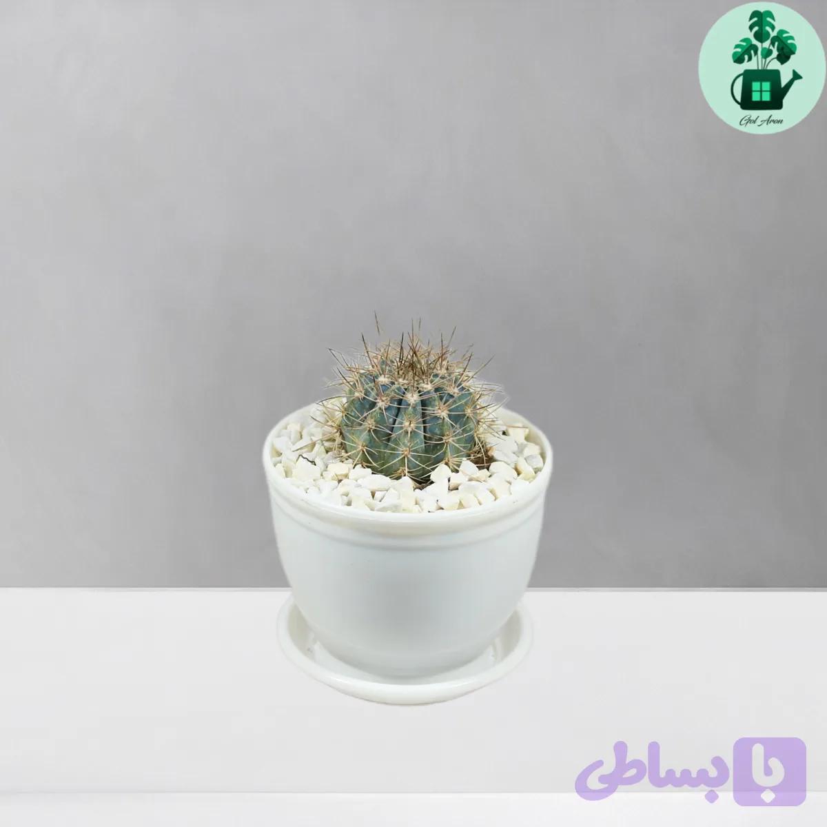 ملو آبی — تصویر 1