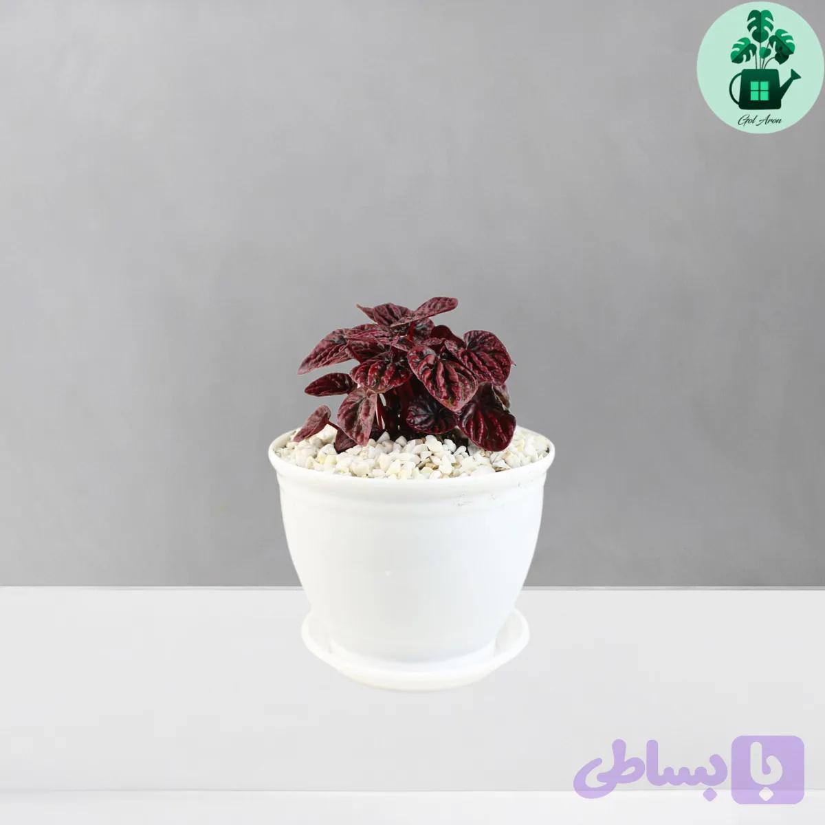 پپرومیا چروک قرمز — تصویر 1