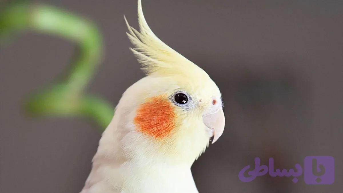 نمونه محصول ساده