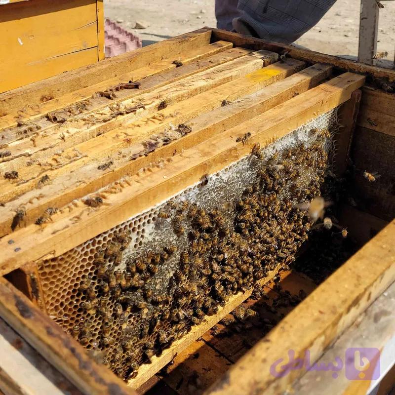 عسل کنار کوهی - 1000 گرم — تصویر 1