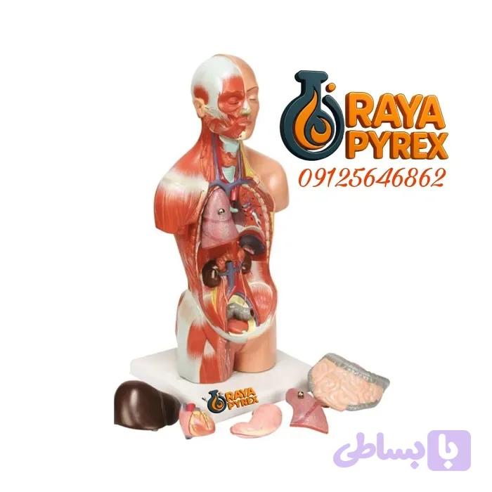 مولاژ نیم تنه 1/4 طبیعی انسان | مدل آناتومی