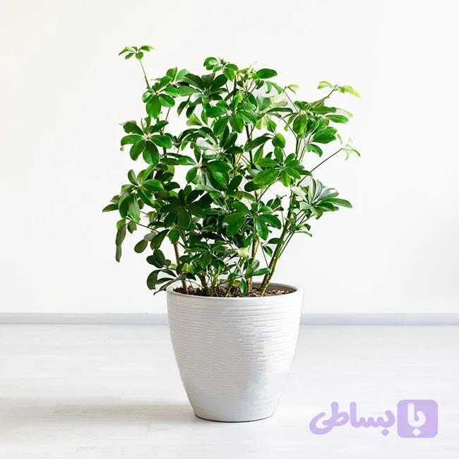 شفلرا (سبز و ابلق)