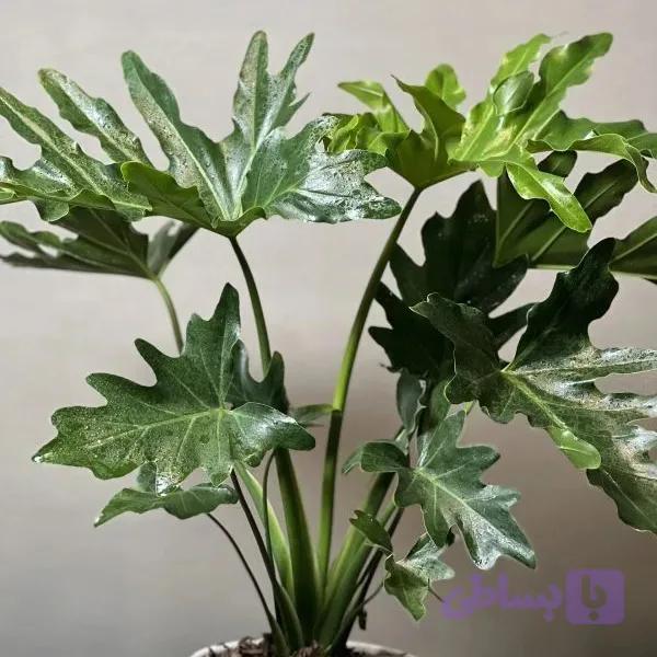 برگ انجیری (مونسترا)