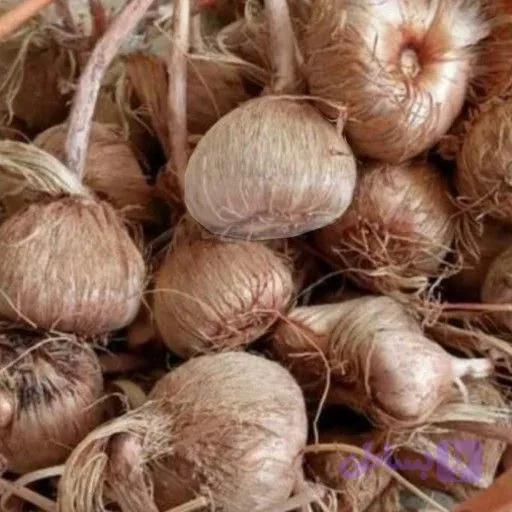 پیاز زعفران - ۱ کیلو