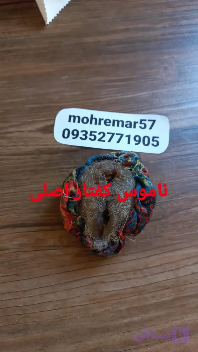 ناموس کفتار